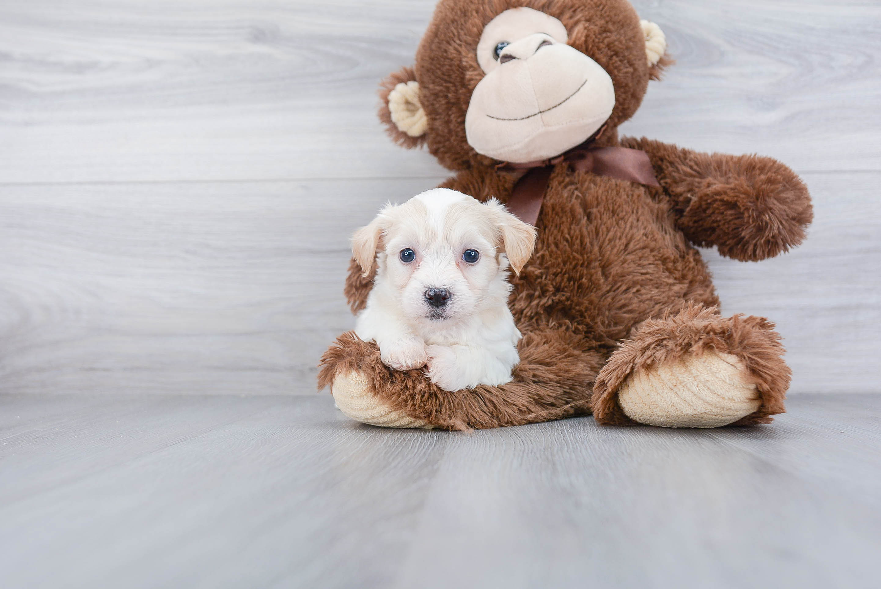 Happy Teddy Bear Baby