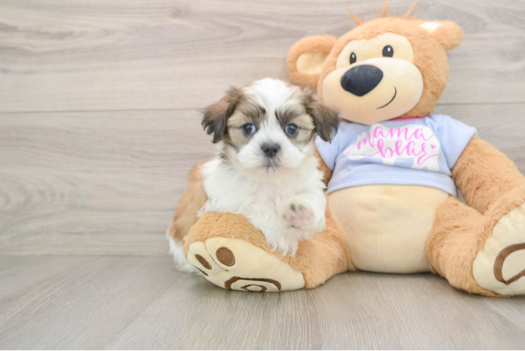 Little Shit Designer Puppy