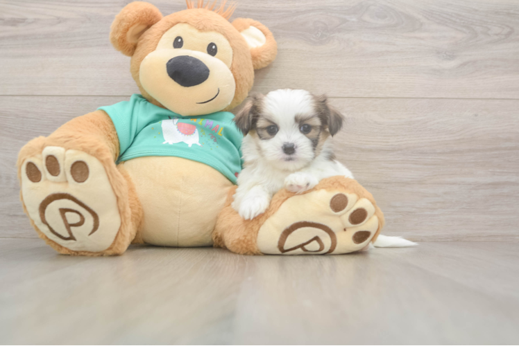 Best Teddy Bear Baby