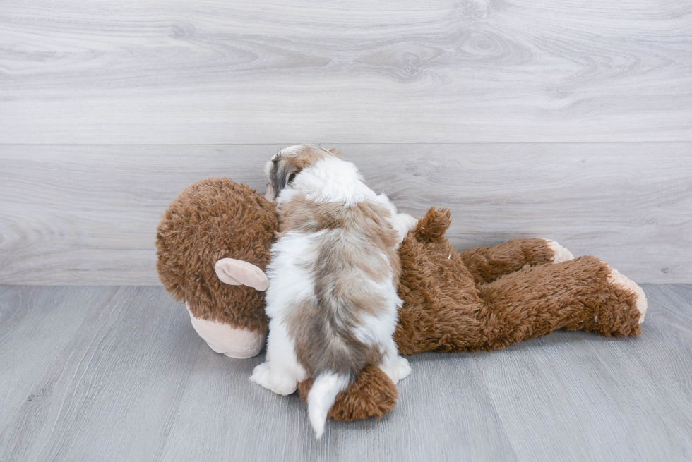 Teddy Bear Puppy for Adoption