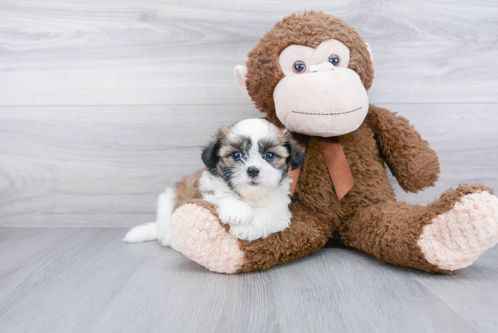 Friendly Teddy Bear Baby