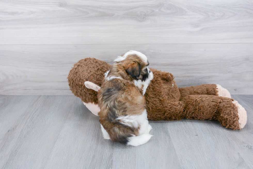 Teddy Bear Pup Being Cute