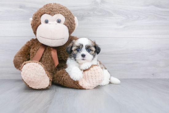 Best Teddy Bear Baby