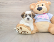 7 week old Teddy Bear Puppy For Sale - Premier Pups