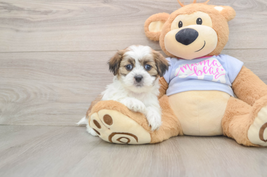 Best Teddy Bear Baby