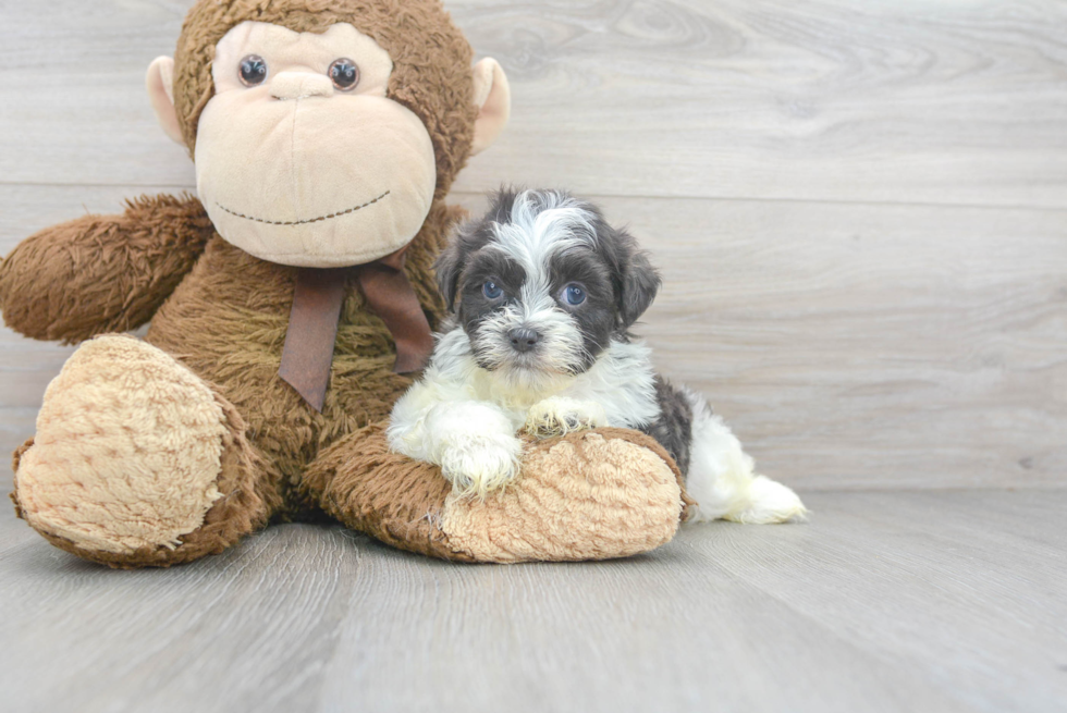 Teddy Bear Pup Being Cute