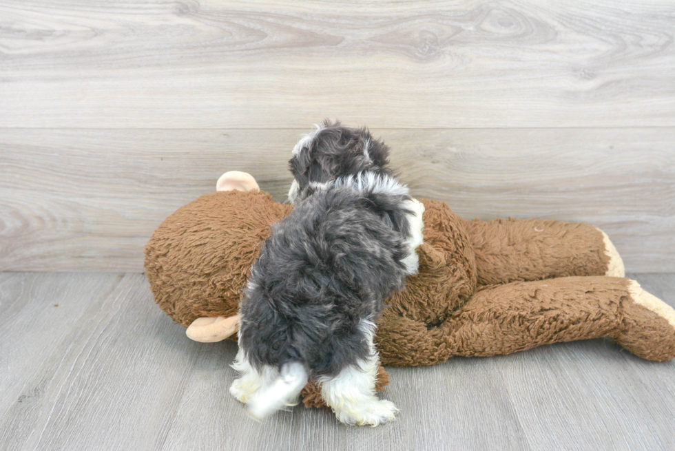 Adorable Shit Designer Puppy