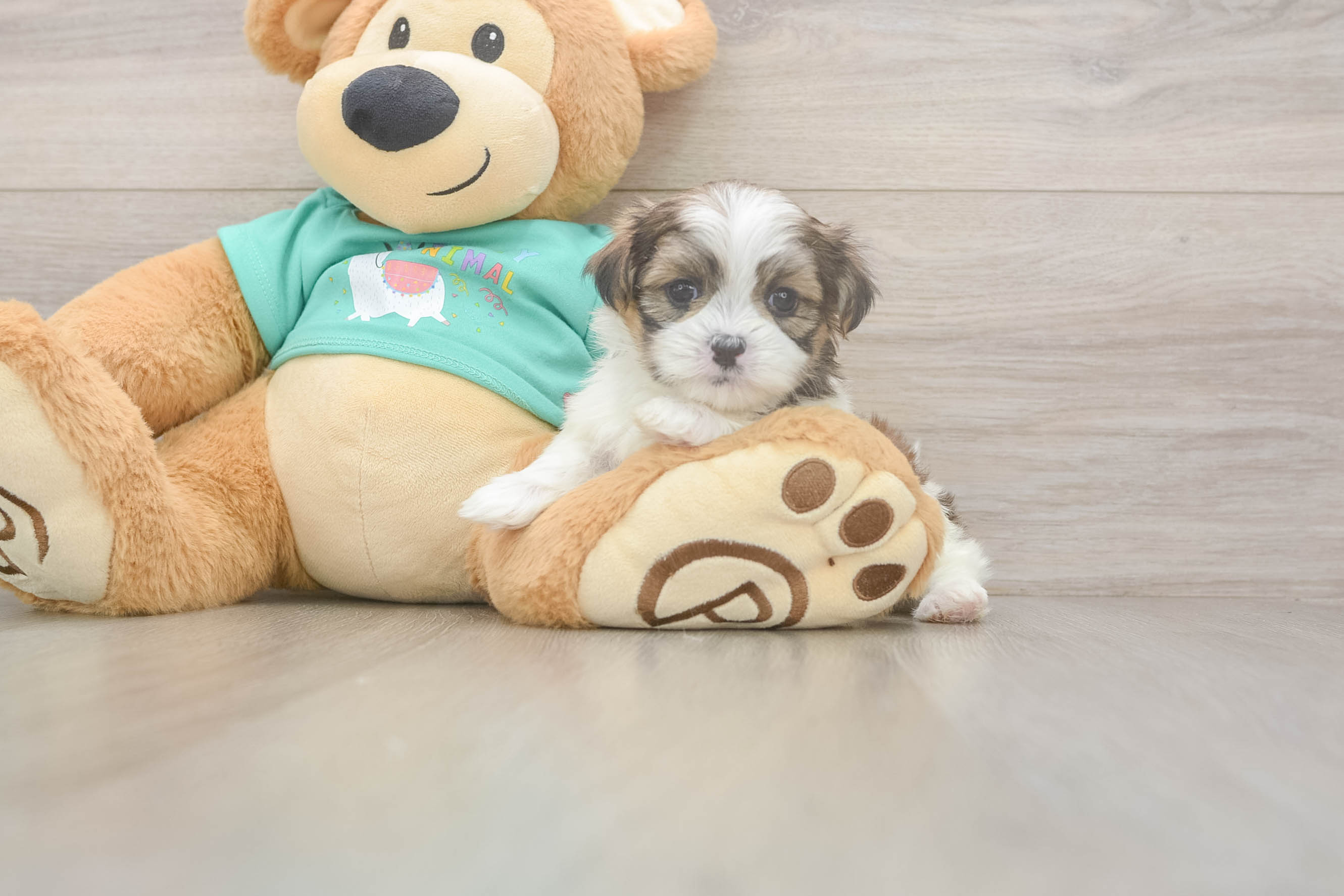 Playful Shit Designer Puppy