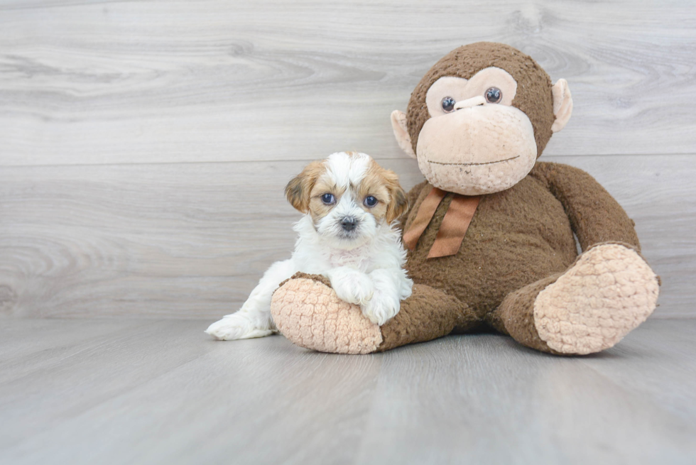 Playful Shi Chon Designer Puppy