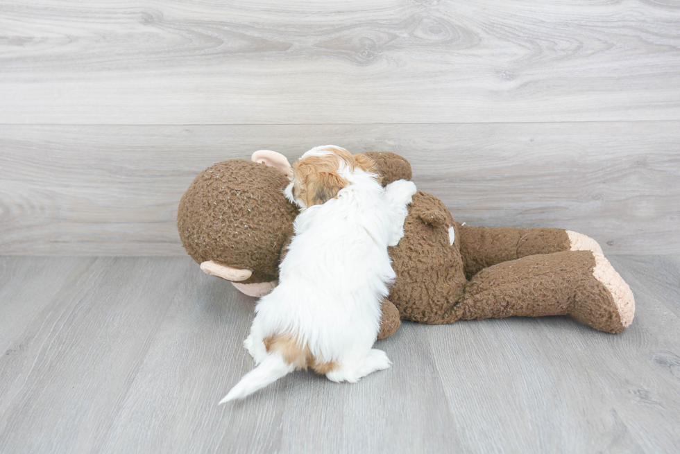 Little Shichon Designer Puppy