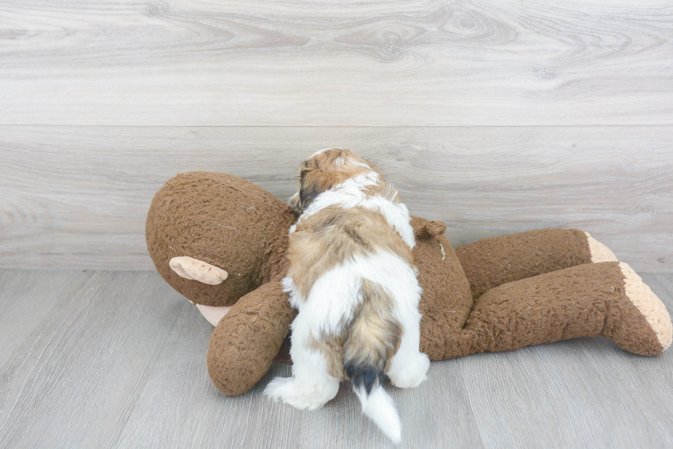 Teddy Bear Pup Being Cute