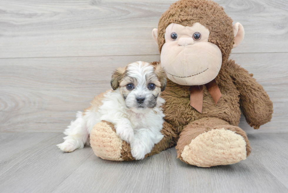 Petite Teddy Bear Designer Pup
