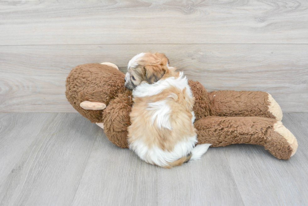 Energetic Shitzu Designer Puppy