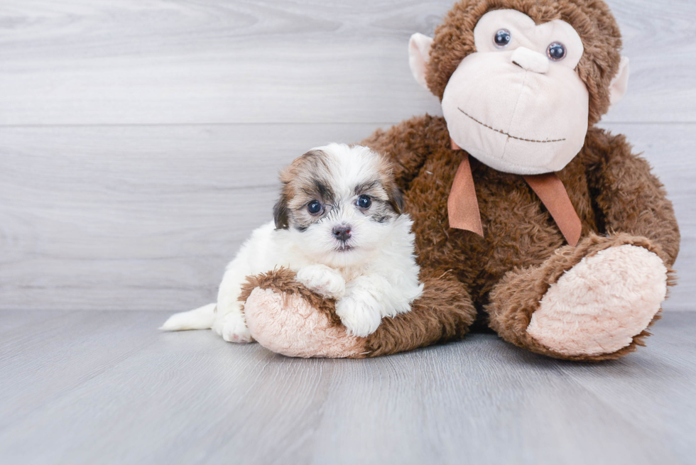 Sweet Teddy Bear Baby