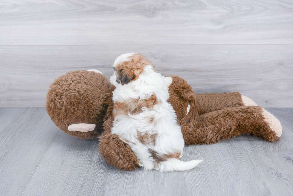 Teddy Bear Pup Being Cute