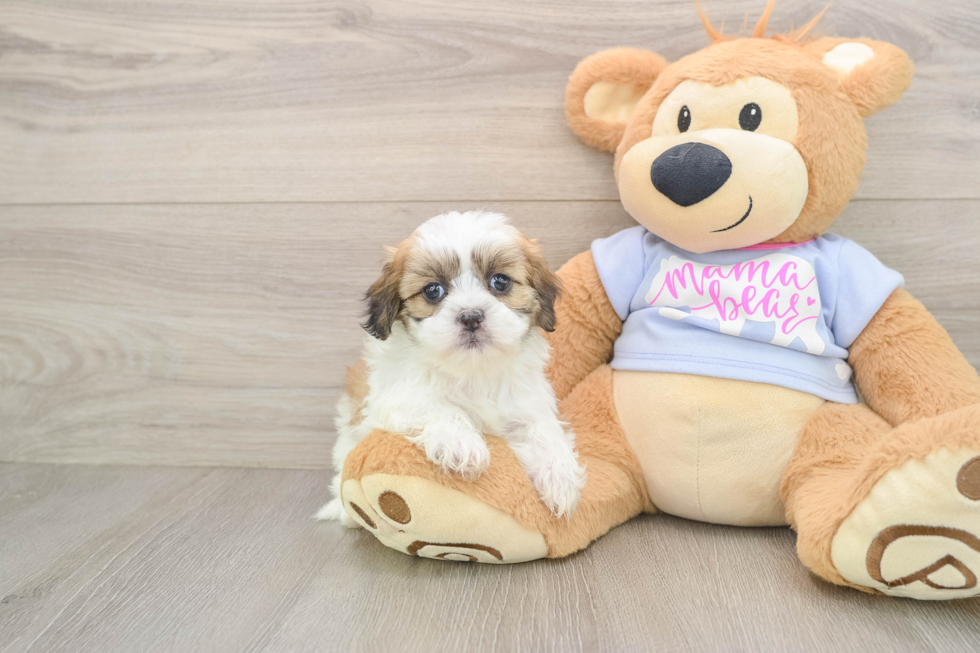 Teddy Bear Puppy for Adoption