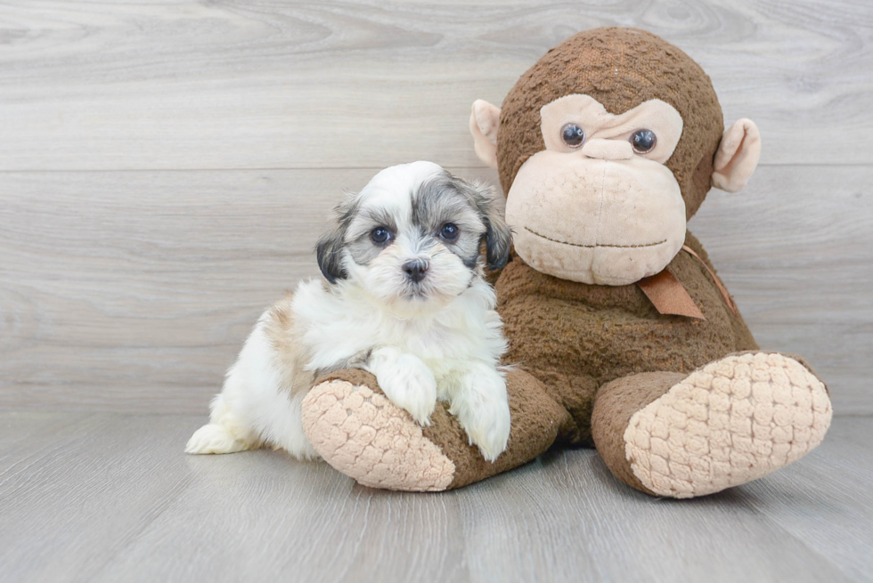 Teddy Bear Puppy for Adoption