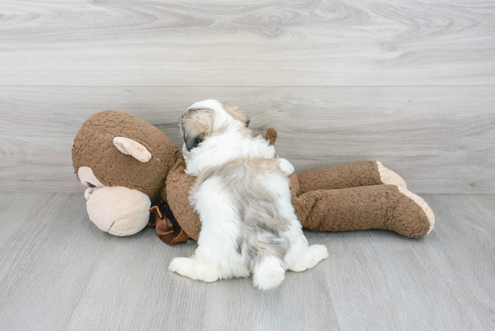 Teddy Bear Pup Being Cute