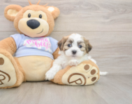 7 week old Teddy Bear Puppy For Sale - Premier Pups