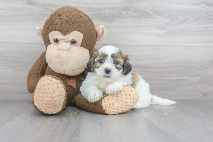 Energetic Shichon Designer Puppy