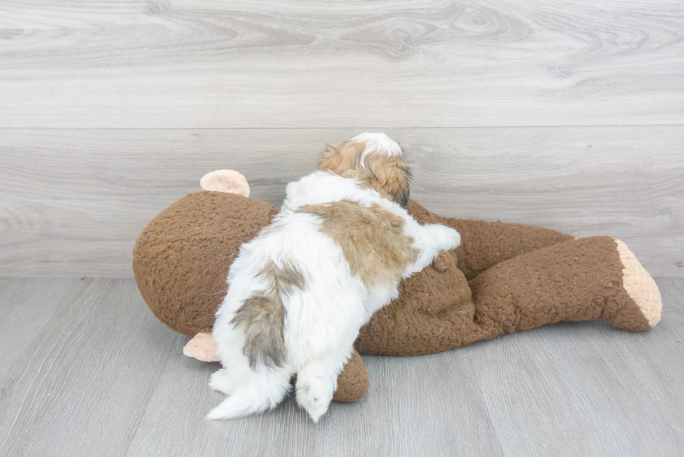 Teddy Bear Puppy for Adoption