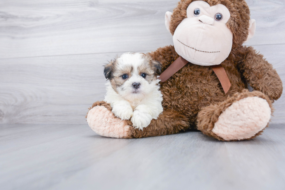 Teddy Bear Puppy for Adoption