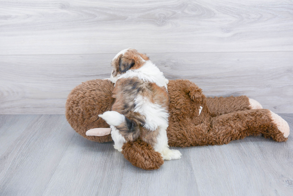 Teddy Bear Pup Being Cute