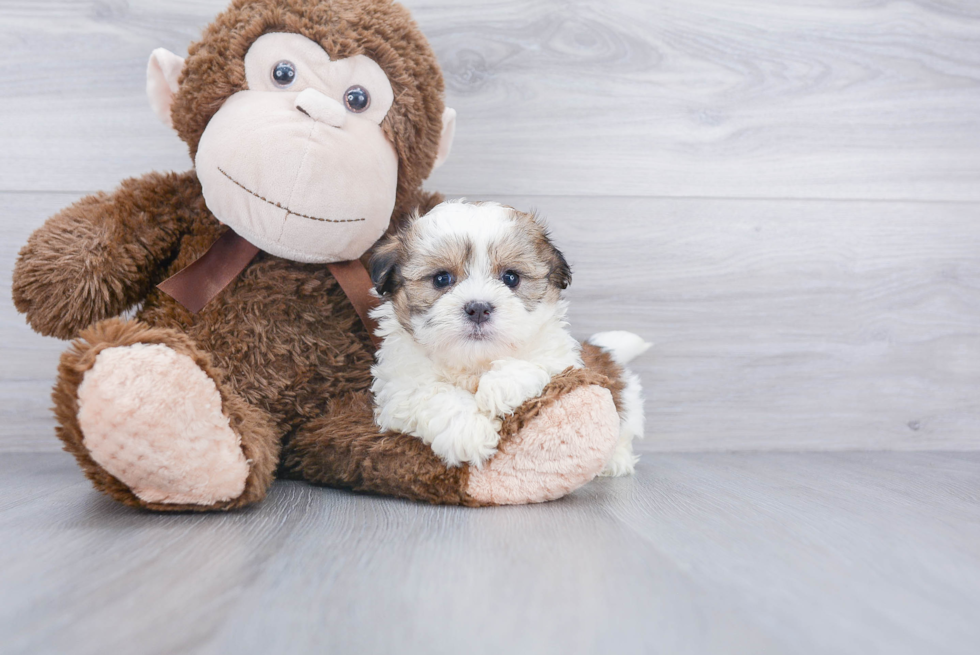 Teddy Bear Pup Being Cute