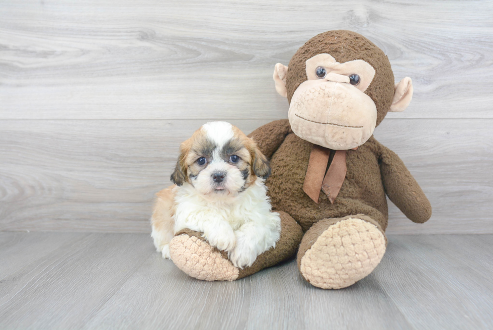 Teddy Bear Pup Being Cute