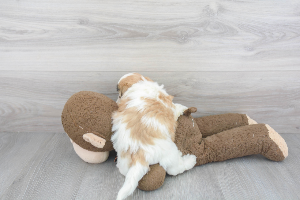 Cute Teddy Bear Baby