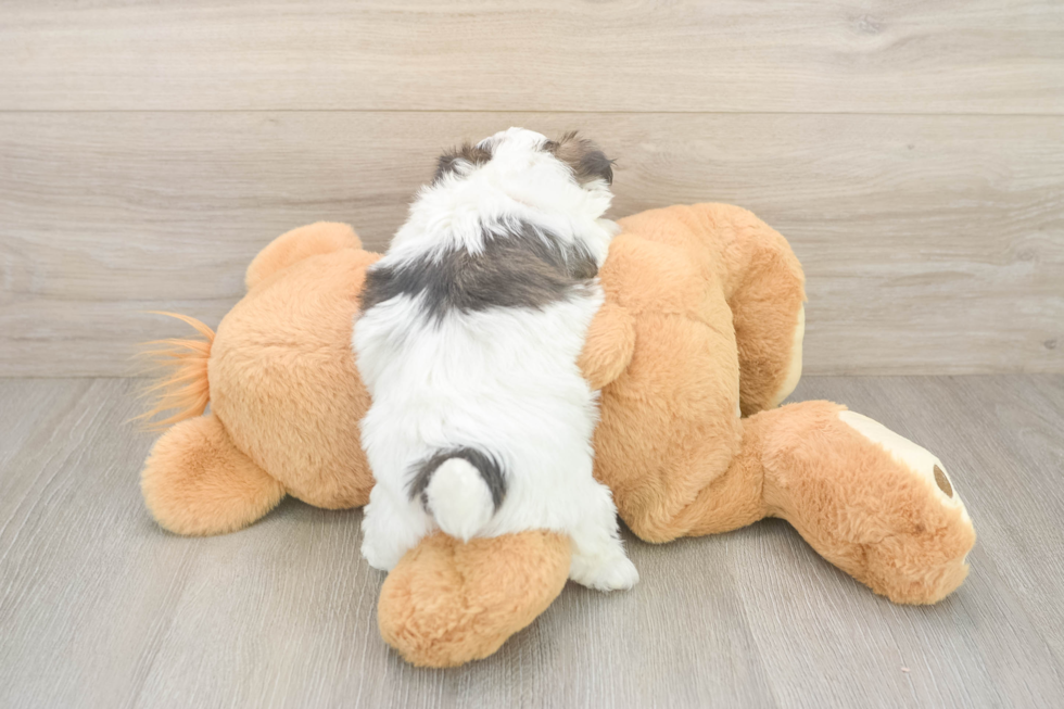 Best Teddy Bear Baby