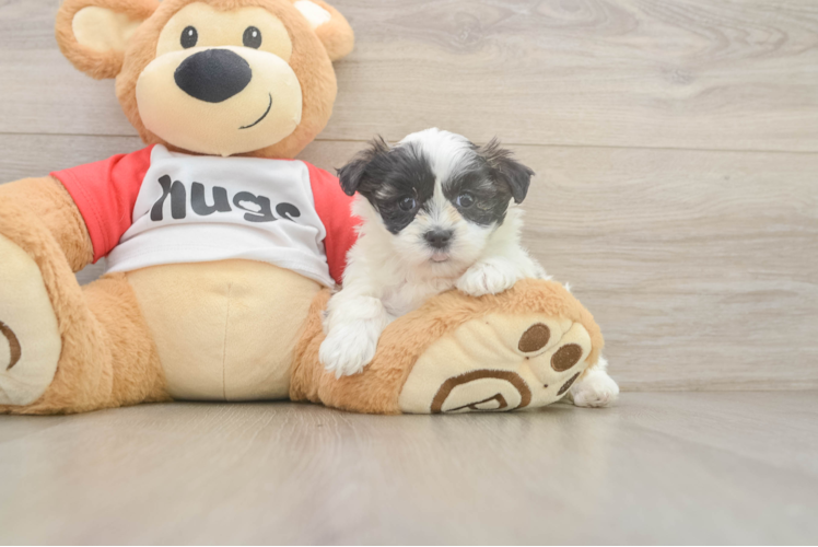 Teddy Bear Puppy for Adoption