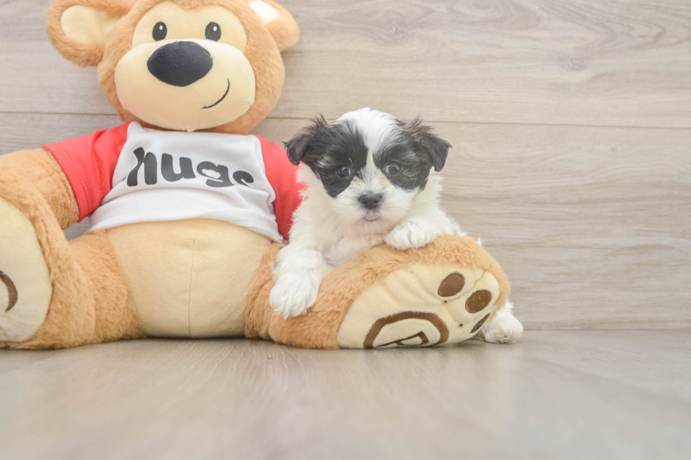 Teddy Bear Puppy for Adoption