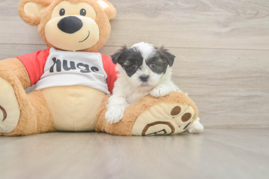 Teddy Bear Puppy for Adoption