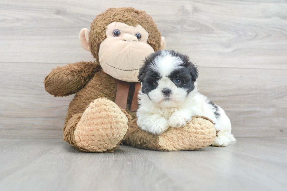 Fluffy Teddy Bear Designer Pup