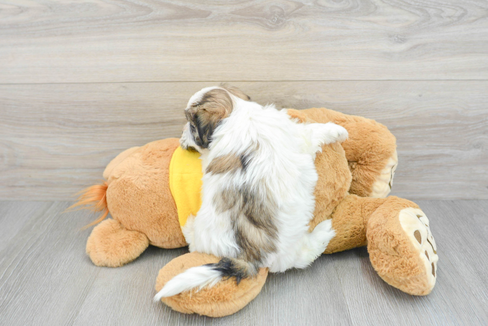 Adorable Shichon Designer Puppy