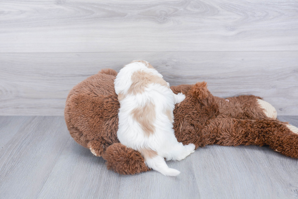 Fluffy Teddy Bear Designer Pup