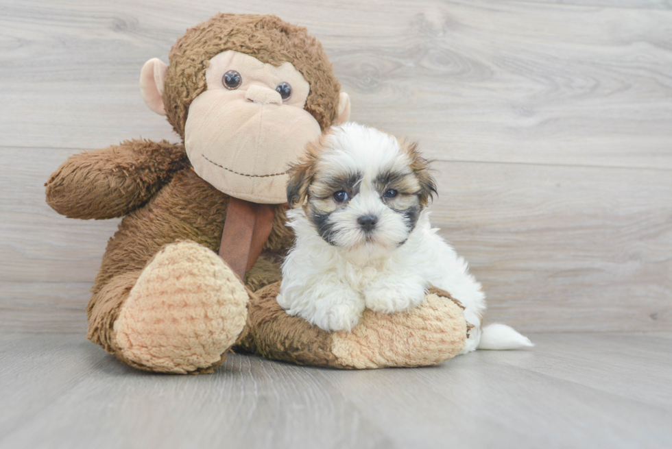 Little Shichon Designer Puppy