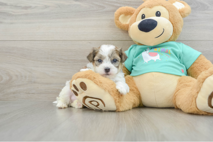 Sweet Teddy Bear Baby