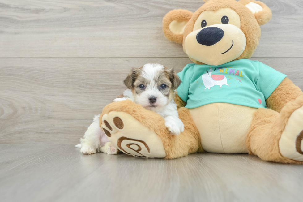 Sweet Teddy Bear Baby