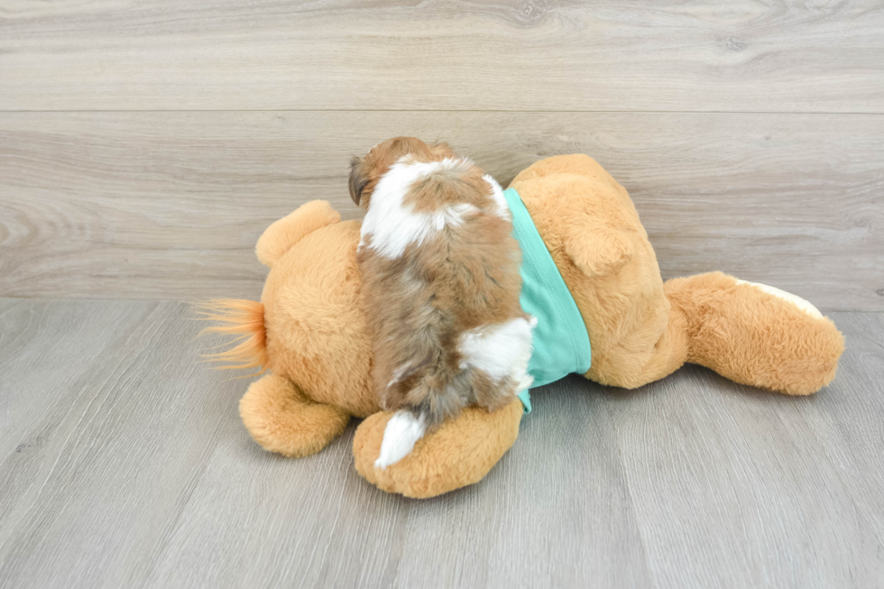 Playful Shichon Designer Puppy