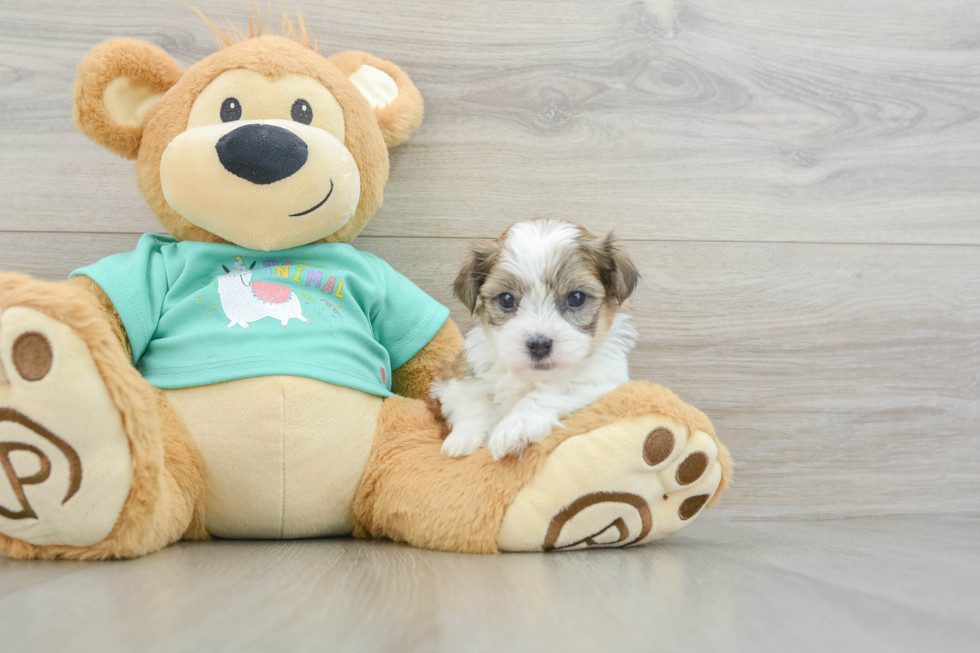 Smart Teddy Bear Designer Pup