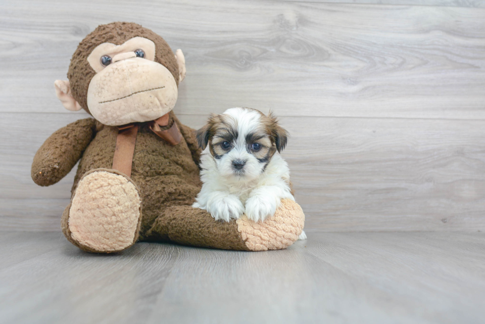 Best Teddy Bear Baby