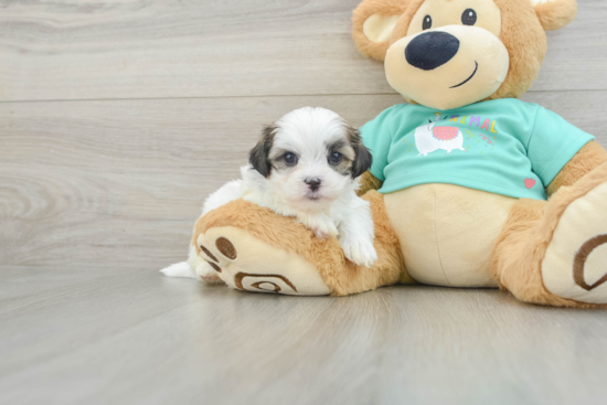 Teddy Bear Puppy for Adoption