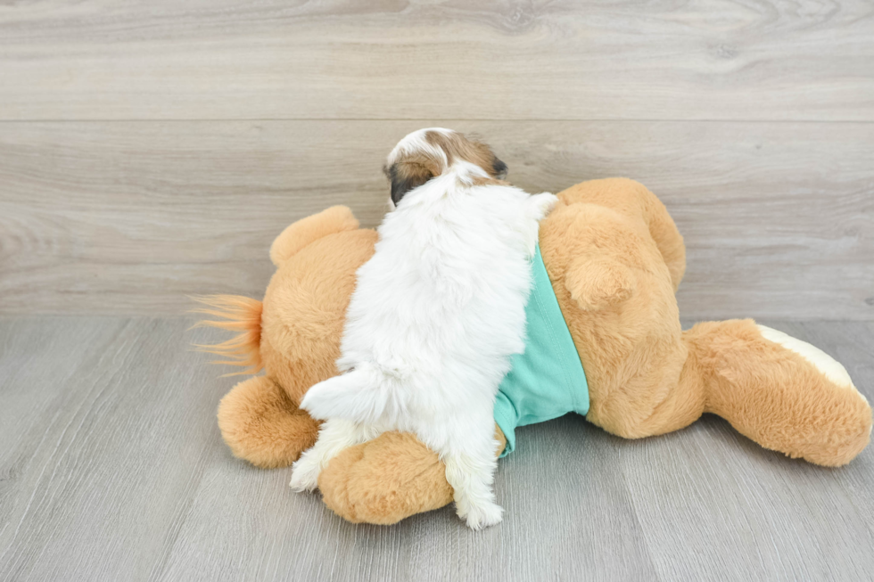 Friendly Teddy Bear Baby