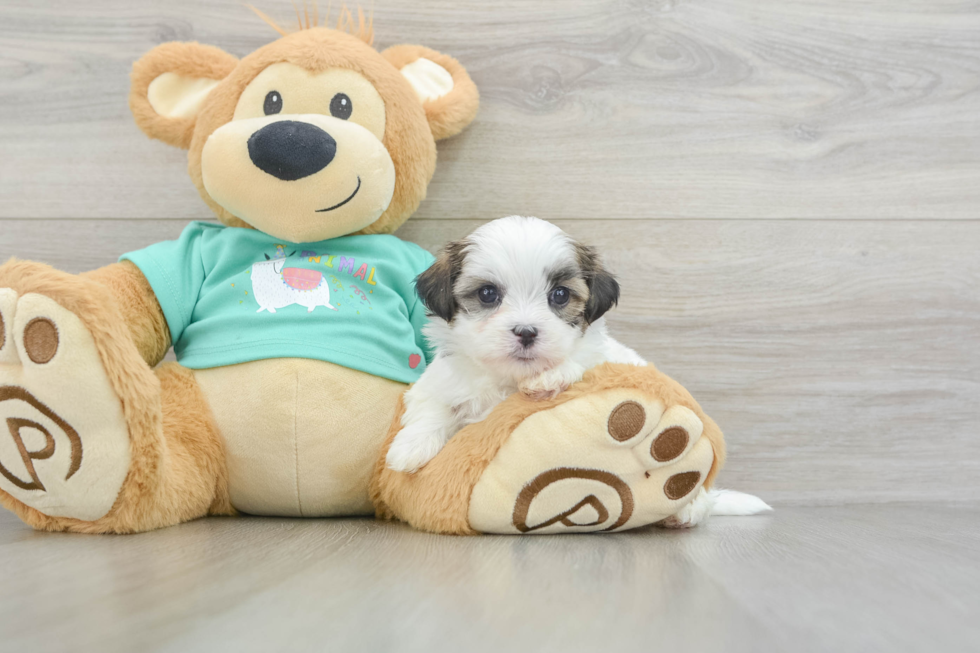 Smart Teddy Bear Designer Pup