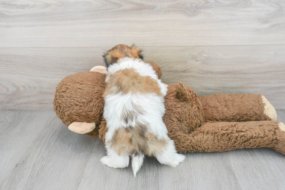 Funny Teddy Bear Designer Pup