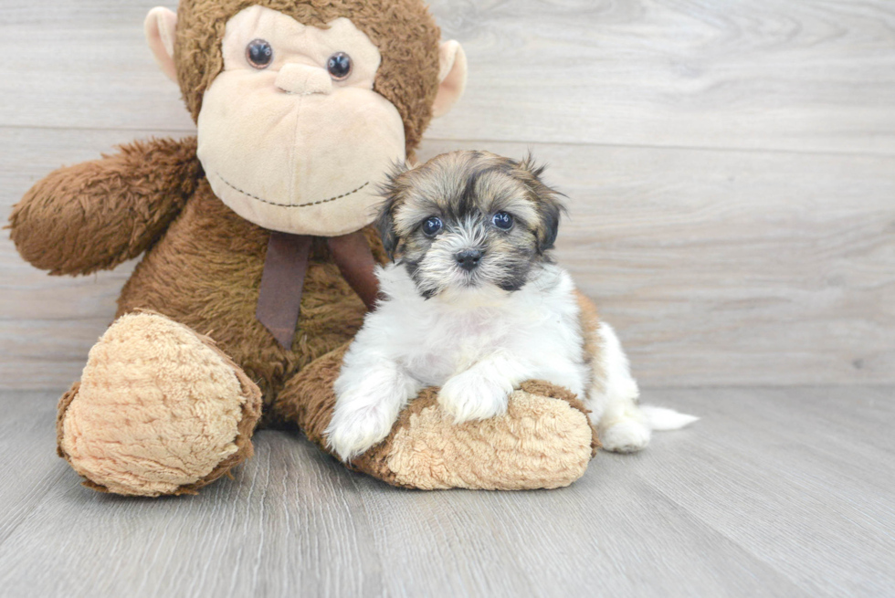 Best Teddy Bear Baby