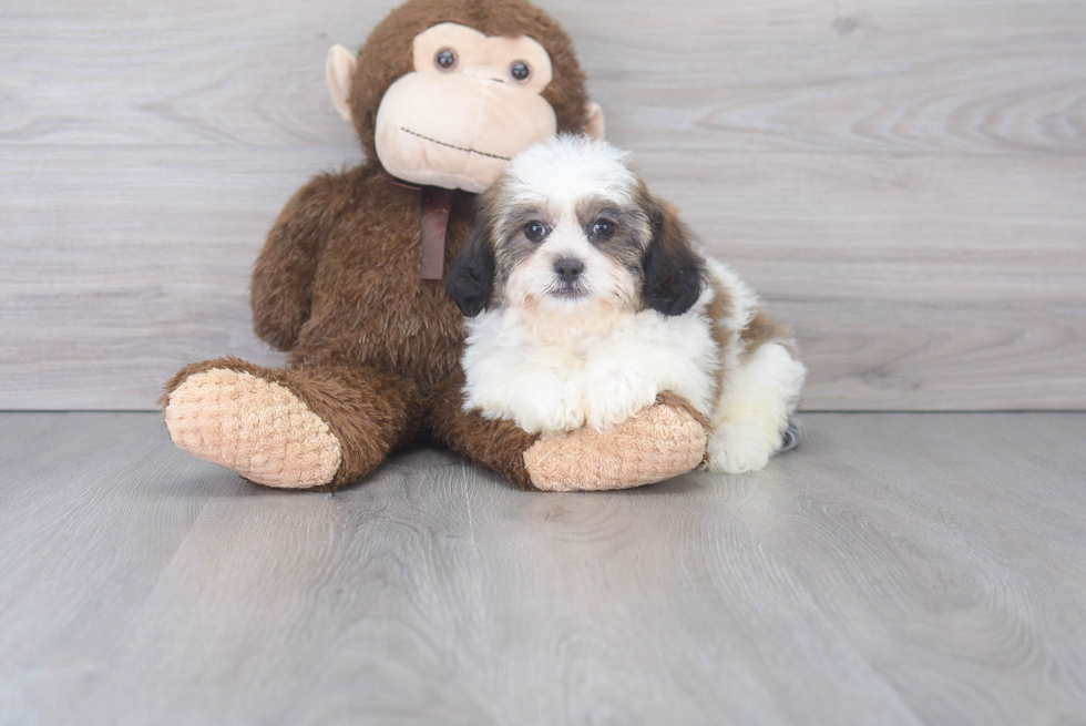 Small Teddy Bear Baby