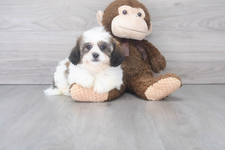 Teddy Bear Pup Being Cute